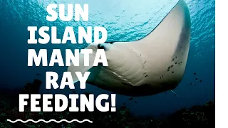 Maldives Manta Ray Feeding - Sun Island Resort and Spa February 2020