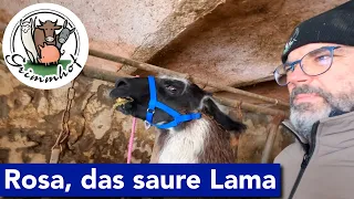 FarmVLOG#148 - Sauber ins neue Jahr und saures Lama