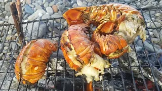 GIANT FEMALE LOBSTER WITH EGG RELEASED lobster catch n cook on the beach