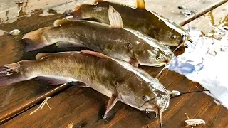 Catch Clean & Cook Bullhead Catfish & Bullhead Fishing contest