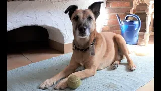 Mögen Pfoten dich begleiten  -  Abschied von unserem treuen Hund Fino