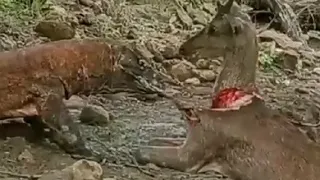 🔥Top 5 Crazy Komodo Dragon Eat Alive Deer Moments New Full HD Video 2022