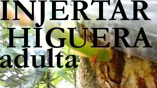 INJERTO de ARBOL GRANDE DE HIGUERA (parte 1)