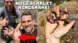 Georgia Snake Hunting with Bob! Finding Stunning Kingsnakes Under Rocks!