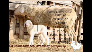 Про чесотку у овец, сопли, язвы, пену изо рта, бруцеллез. Ответы ветеринара