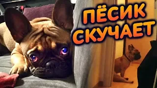 Французский бульдог скучает и грустит один дома