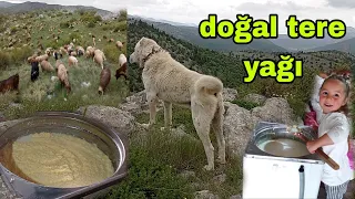 KÖPEKLER ETE DOYDU AKBAŞ DANA GİBİ OLDU BU YILIN İLK TERE YAĞI