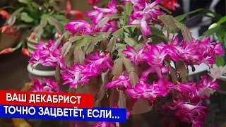 Правильные подкормки для цветения декабриста