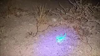 Glowing Scorpions! Scorpion Hunting in the California Desert - 974549