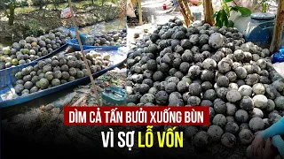 Khởi tố thương lái dìm gần 1,6 tấn bưởi của chủ vườn xuống bùn