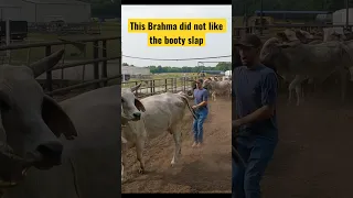 Brahma reacts to booty slap #cows #brahma #funny