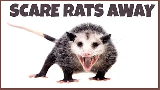 Noise To Scare Rats Away | Anti Rodents Repellent