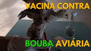 Vacina contra BOUBA AVIÁRIA #criacaodegalinhas #galinhacaipira #galinha