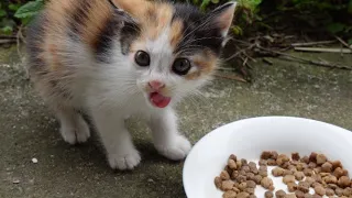 Kitten explode in joy after eating the long-awaited meal