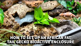 How to set up an African Fat Tail Gecko BioActive Enclosure with The Dude