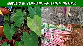 PAANO MAGTANIM NG GABI | D' Green Thumb