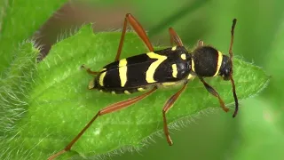 Navadni osati kozliček - Clytus arietis (Linnaeus, 1758)