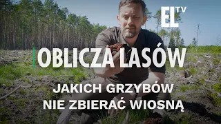 Jakich grzybów nie zbierać wiosną | OBLICZA LASÓW #123