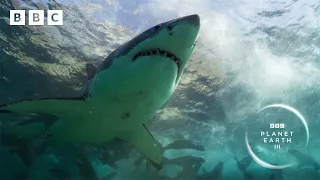 The INCREDIBLE moment seals chase away a great white shark 😮 | Planet Earth III - BBC
