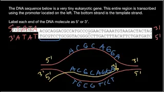 DNA How to define which are 5' and 3' ends?