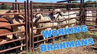 How we work our Brahmans