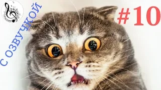 Top FUNNY CATS