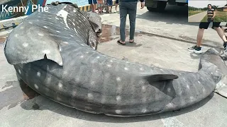 Cá voi nhám mắc cạn ở bờ biển Nghệ An