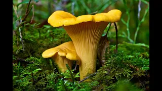 По грибы # На разведку в лес 20 июля 2021 года #