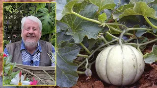 MELON, TOUT SAVOIR SUR CE LÉGUME-FRUIT QUI AIME LA CHALEUR ET LE SOLEIL Le Quotidien du Jardin N°242