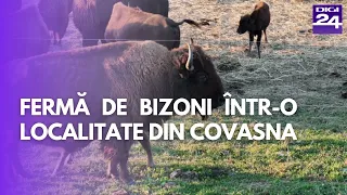 Fermă de bizoni într-o localitate covăsneană: povestea unui diasporean întors acasă #digi24