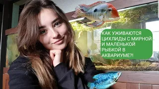 КАК УЖИВАЮТСЯ ЦИХЛИДЫ С МИРНОЙ И МАЛЕНЬКОЙ РЫБОЙ В АКВАРИУМЕ?!