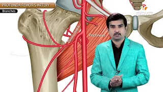 Profunda femoris Artery or Deep femoral artery or The Deep artery of the thigh  - Animation