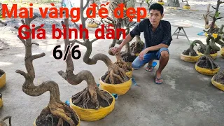 📞ÁNH LY..0947049804..MAI VÀNG GIẢO THỦ ĐỨC..GIAO LƯU TOÀN QUỐC..6/6..CHỢ GẠO MIỀN TÂY TÔI YÊU