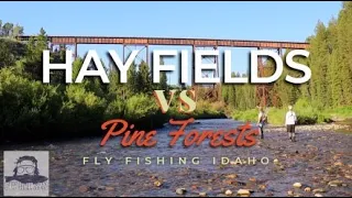 Hay Fields vs. Pine Forests | Fly Fishing Idaho