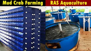 Recirculating Aquaculture System | RAS Aquaculture | Mud Crab Farming