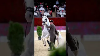 Lipizzaners 🤍🤍 #shorts #equestrian #fyp #trending