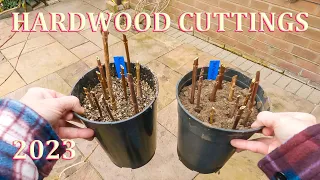 How to take Hardwood Cuttings - Winter 2023