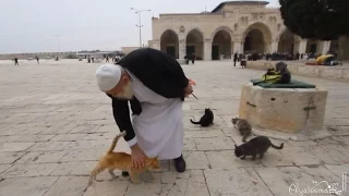 This man has been looking after the cats of Masjid Al Aqsa for 30 years.