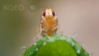 Leaf Miner Fly Babies Scribble All Over Your Salad | Deep Look
