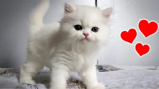 I Adopted a 7 Week Old Persian Kitten