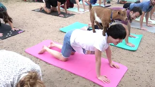 Rocky Mountain Goat Yoga - Baby Goat Yoga!