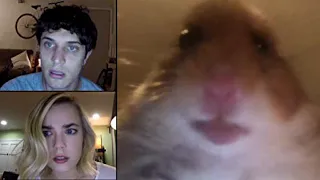 Unfriended: Hamster Webcam