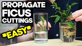 Propagate Ficus from Cuttings for Bonsai 🌱 *EASY*