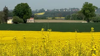 Kolejny zabieg to T2 w pszenicy - jeszcze możesz wpłynąć na plon.