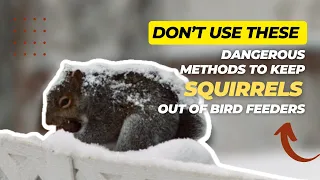 Don't Use These Dangerous Methods to Keep Squirrels Out of Bird Feeders