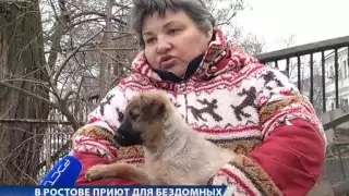 В Ростове закроют приют для бездомных животных