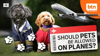 Virgin Australia to let cats and dogs fly in plane cabin