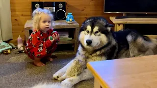 Baby Girl Keeps Stealing Giant Husky's Balls! He's So Confused! (Super Cute!!)