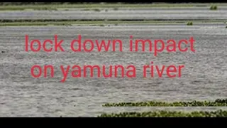 Lock down impact on yamuna river