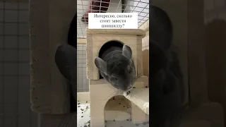 Это дорого пи**** 😁 | #chinchilla #шиншилла #shorts